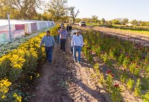 Invitan en Meoqui a disfrutar de “Entre tumbas y flores”, un recorrido lleno de historia y color