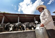 Productores lecheros en crisis por falta de pago de Liconsa; amagan con bloqueos en Meoqui